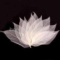50 vnt. Natūralūs magnolijos skeletiniai lapai Pasidaryk pats amatai Kortelių gamyba Scrapbooking Balta China Mainland white