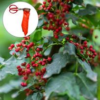 Garden Pepper Picker Lightweight Stainless Steel Fruit Picker Labor-Saving Multi-Function Picking Scissors For Efficient United States
