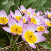 Botaninė tulpė 'Bakeri Lilac Wonder' , 100 vnt.