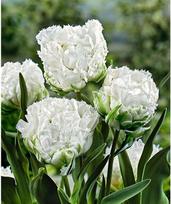 Tulpė 'Snow Crystal', 5 vnt.