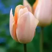 Tulpė 'Apricot Beauty', 50 vnt.