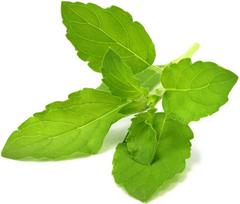 Click & Grow Click and Grow - Smart Garden Refill 3-pack - Holy Basil/tulsi (SGR66X3)