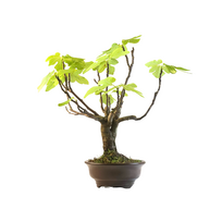 Ficus (paprastoji figa) Bonsai P28 ROD1