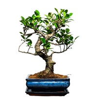 Ficus Bonsai S formos P20 medelis