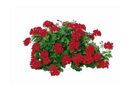 Gėlė pelargonija, 20 cm, ø20 cm