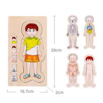 Children's Educational Multi-Layer 3D Wooden Jigsaw Puzzle Human Body Structure Biological Growth Change Cognitive Jigsaw Puzzle