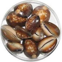 @ Indian Traditional Brown Sea Shell Kauri For Pooja 11 Pieces UKR810_60%OFF