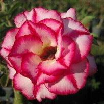 5 Seeds of ADENIUM OBESUM  Aura  Desert Rose  fresh seeds