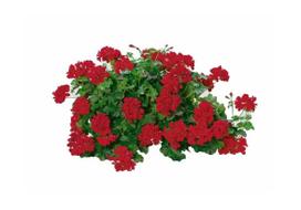 Gėlė pelargonija, 20 cm, ø20 cm