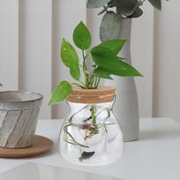 Glass Terrarium Jar Transparent Ecosystem Container for Small Plants Moss Terrariums Sea Fans Decor Living Room Bedroom Office 12x10CM