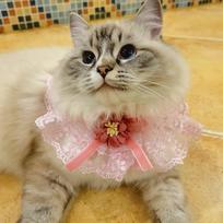 Floral Lace Velvet Dog Bib Cat Collar Charmy Puppy Neckerchief Yorkie Ragdoll Shihtzu Sweet Accessories Stuff Scarf (Pink,XS（old）) rožinė