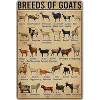 Knowledge Metal Tin Signs Goat Breeds Educational Print Library Classroom Home Decor 20x30cm įvairiaspalvis