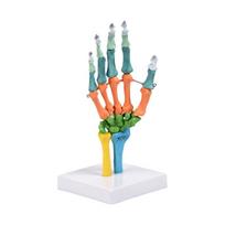 Life Size Human Hand Bone Skeleton Anatomy Model With Movable Joints Color Coded Hand Bone Model For Classroom Teaching 1 orange