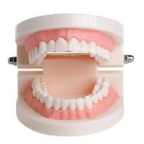 Demonstration Oral Education Study Standard Teeth Model Denture Model Flesh Pink Gums Teeth Model balta