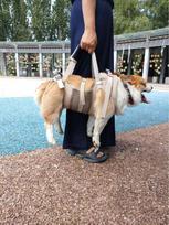 Dog Rehabilitation Support Wheelchair: Injury Assistance, Post-Op Leg & Chest Harness, Training Aid for Disabled Pets. Medium smėlis
