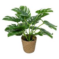 Artificial Monstera Deliciosa Plant in Woven Basket. 24-inch Tall Faux Tropical Decor for Home or Office One Size