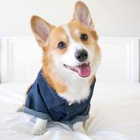 Hawaiian Spring Dog Shirt for French Bulldog Corgi Shiba Inu - Viral INS Pet Home Clothing Dog Costume Pet Clothes (as the picture,S)