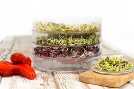 DAIGINIMO MAŠINA + 10 DAIGINIMO SĖKLŲ RINKINYS