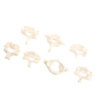 1 set Cervical Spine Model PVC Anatomical Vertebrae Teaching Tool Human Spine Bones Educational Anatomical Study balta