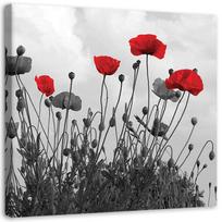 Canvas print Corn Poppy Nature Flower 30x30 raudona