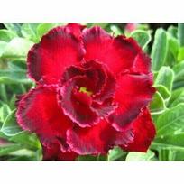 5 Seeds of ADENIUM OBESUM  rosemarie  Desert Rose  fresh seeds