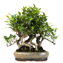 Ficus Bonsai S formos P40  5x miškas