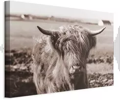 Paveikslas Škotijos karvė