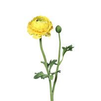 Dirbtinė gėlė (aukštis 50 cm) Buttercup – Ego Dekor