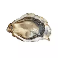 Austrė KRIJN, Nr.0