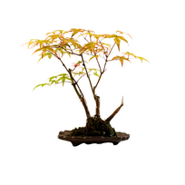 Japoniškas Acer Deshojo Bonsas  (Japoniškas klevukas) neskiepytas P15 KV03