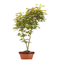 Acer Palmatum Deshojo Bonsai P20