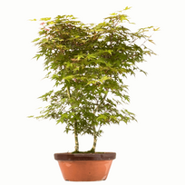 Acer Palmatum Deshojo Bonsai P30