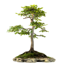 Skroblas Bonsai (Carpinus) P50