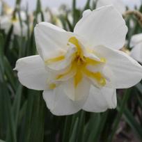 Narcizai "Lemon Beauty" - 20 vnt.