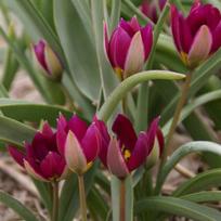 Botaninė tulpė humilis "Persian Pearl" - 10 vnt.