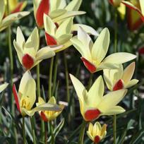 Botaninė tulpė clusiana "Tinka" - 50 vnt.