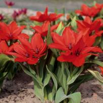 Botaninė tulpė praestans 'Zwanenburg Variety' - 10 vnt.