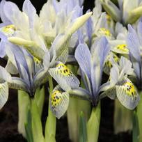 Tinklinis vilkdalgis "Katharine Hodgkin" - 50 vnt.