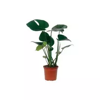 Lapinis augalas, MONSTERA