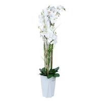 Dirbtinė gėlė vazone, orchidėja Home4you Garden Queen, balta sp., 132 cm