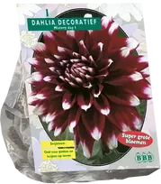 Jurginų svogūnėlis, lot. DAHLIA DECORATIEF MYSTERY DAY, 1 vnt