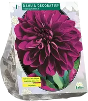 Jurginų svogūnėlis, lot. DAHLIA DECORATIEF THOMAS EDISON, 1 vnt