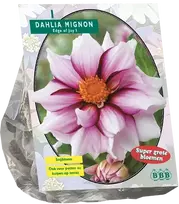 Jurginų svogūnėlis, lot. DAHLIA MIGNON EDGE OF JOY, 1 vnt