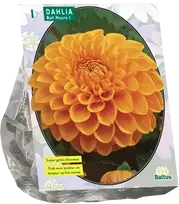 Jurginų svogūnėlis, lot. DAHLIA BALL MAARN, 1 vnt