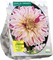 Jurginų svogūnėlis, lot. DAHLIA SMOKEY, 1 vnt