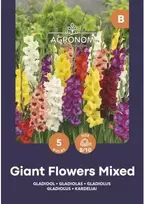 Didžiažiedžių kardelių svogūnėliai, lot. GLADIOLUS MIX, 5 vnt