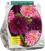 Jurginų svogūnėliai, lot. DAHLIA FANTASY FIRES, 2 vnt