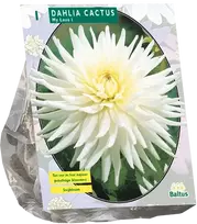 Jurginų svogūnėliai, lot. DAHLIA CACTUS MY LOVE, 1 vnt