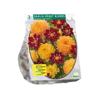Jurginų svogūnėliai, lot. DAHLIA HONEY BLENDS, 2 vnt