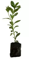 Gėlės daigas surfinija, lot. PETUNIA